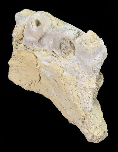 Mosasaur (Platecarpus) Jaw Section - Kansas #60666